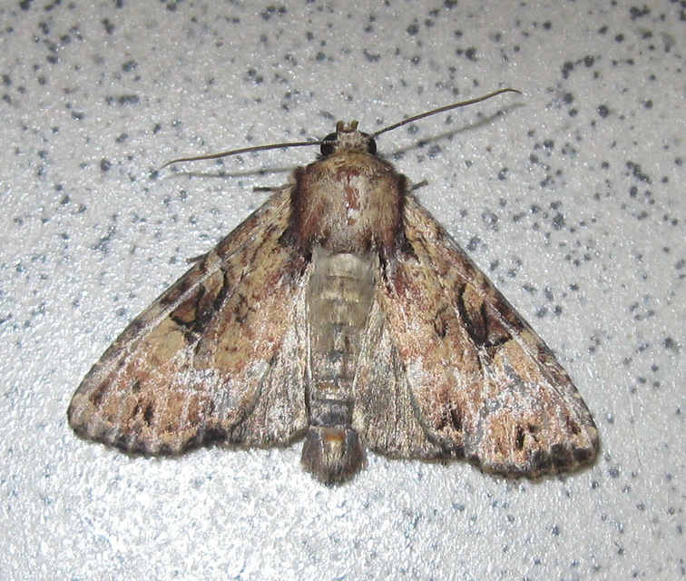 Apamea epomidion - vörösbarna dudvabagoly