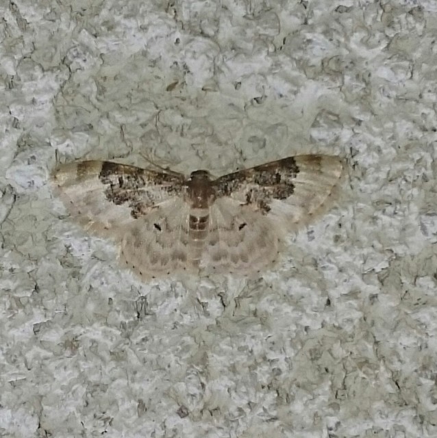 Idaea rusticata - tarka apróaraszoló