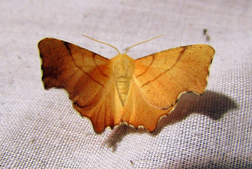 Ennomos erosaria - hársfa-levélaraszoló