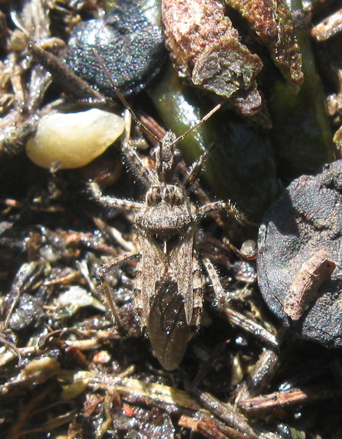 Coranus