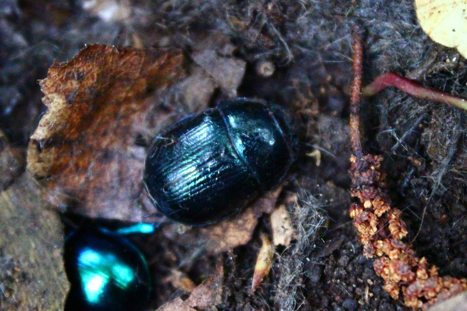 Anoplotrupes stercorosus - erdei álganéjtúró