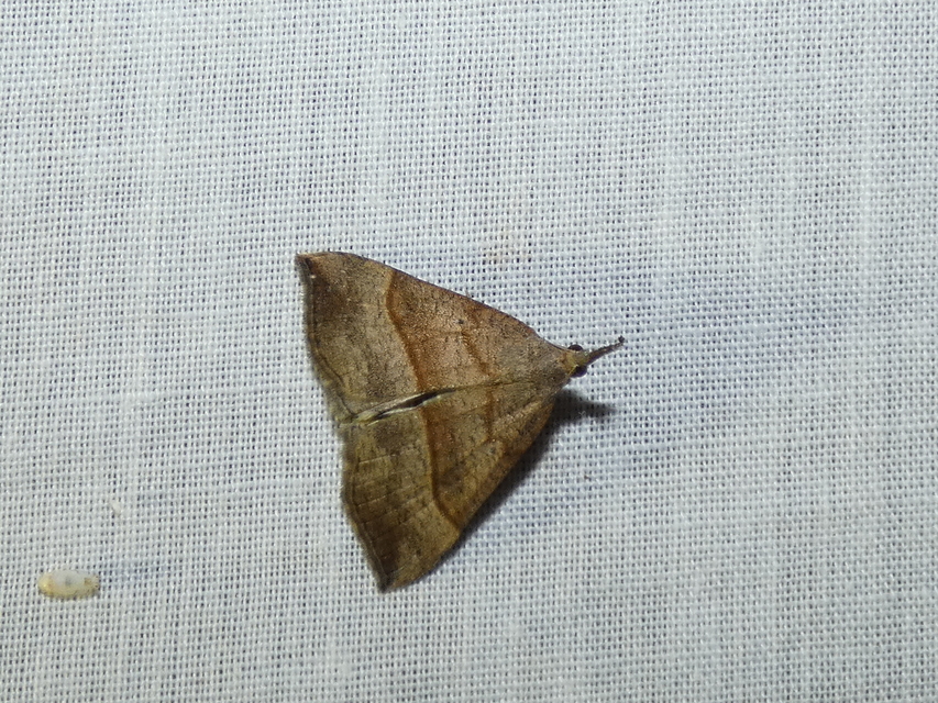 Hypena proboscidalis - ormányos karcsúbagoly