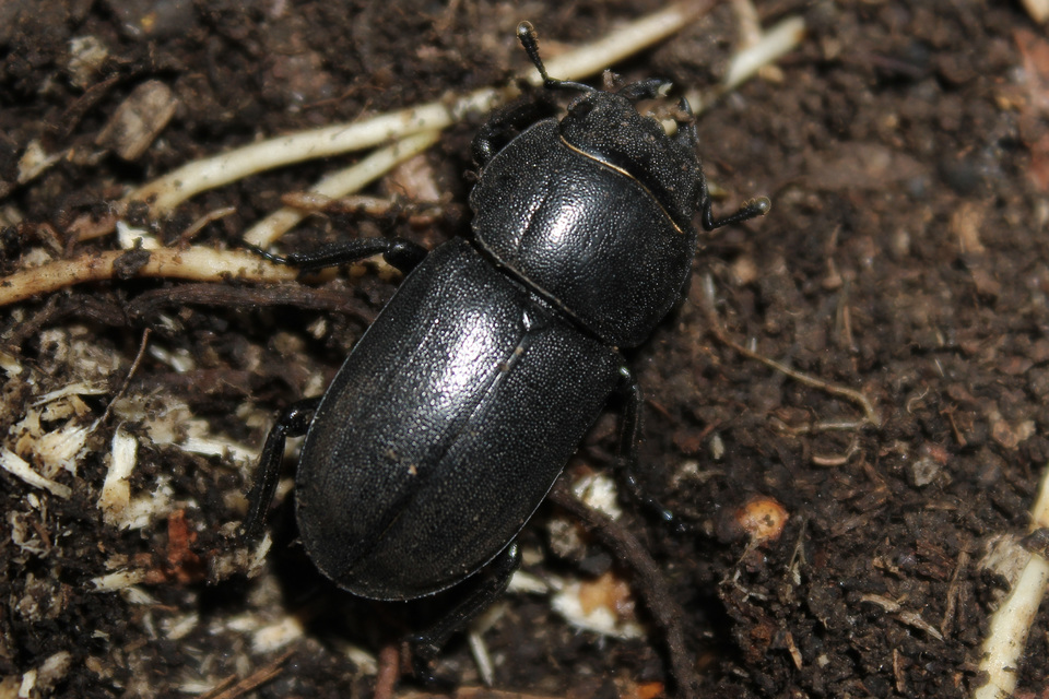 Dorcus parallelipipedus - kis szarvasbogár
