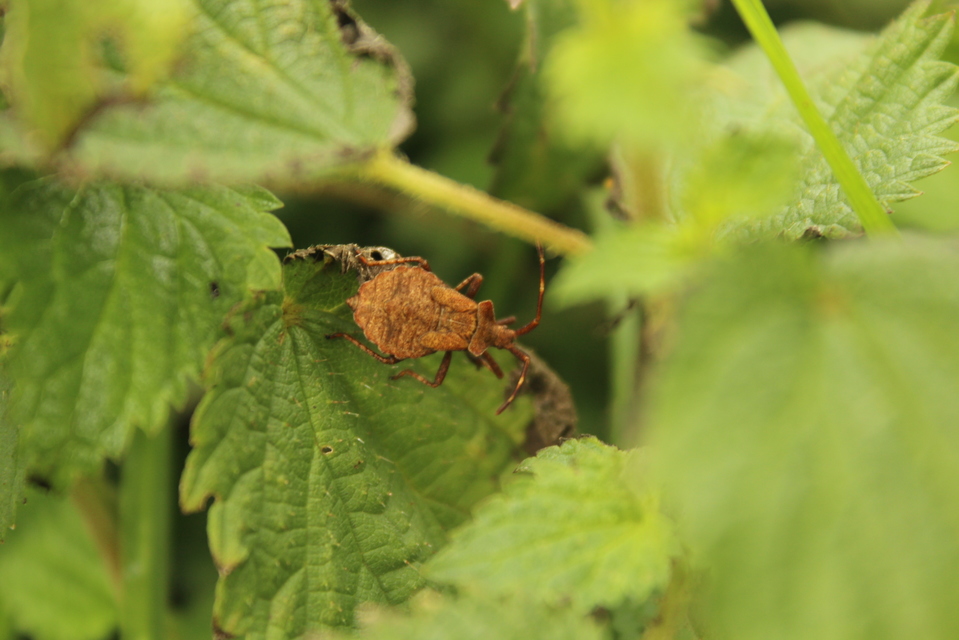 Coreus marginatus - közönséges karimáspoloska