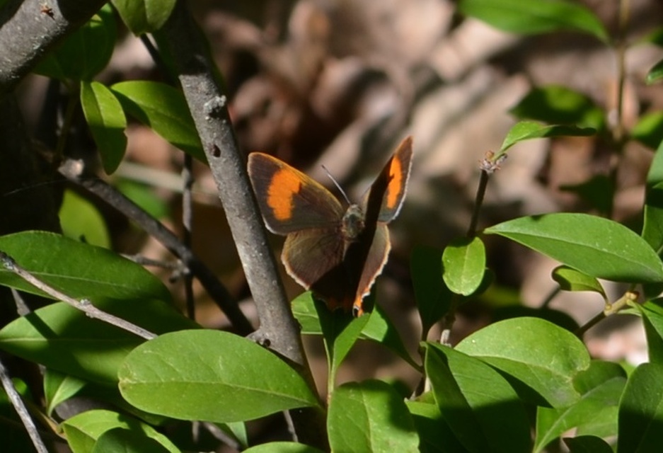 Thecla betulae - nyírfalepke
