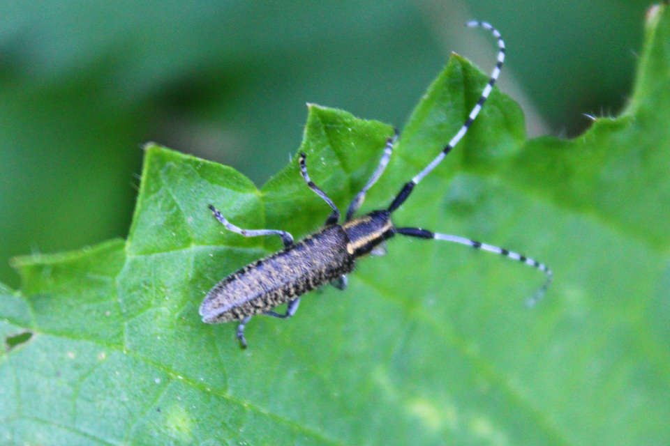 Agapanthia villosoviridescens - fehérgyűrűs bogáncscincér