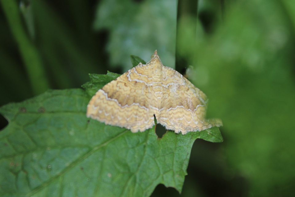 Camptogramma bilineata - kétvonalas sávosaraszoló