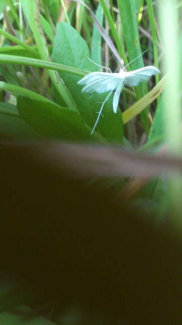 Pterophorus pentadactyla - fehér tollasmoly