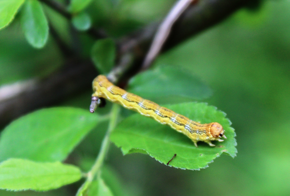 Erannis defoliaria - nagy téliaraszoló