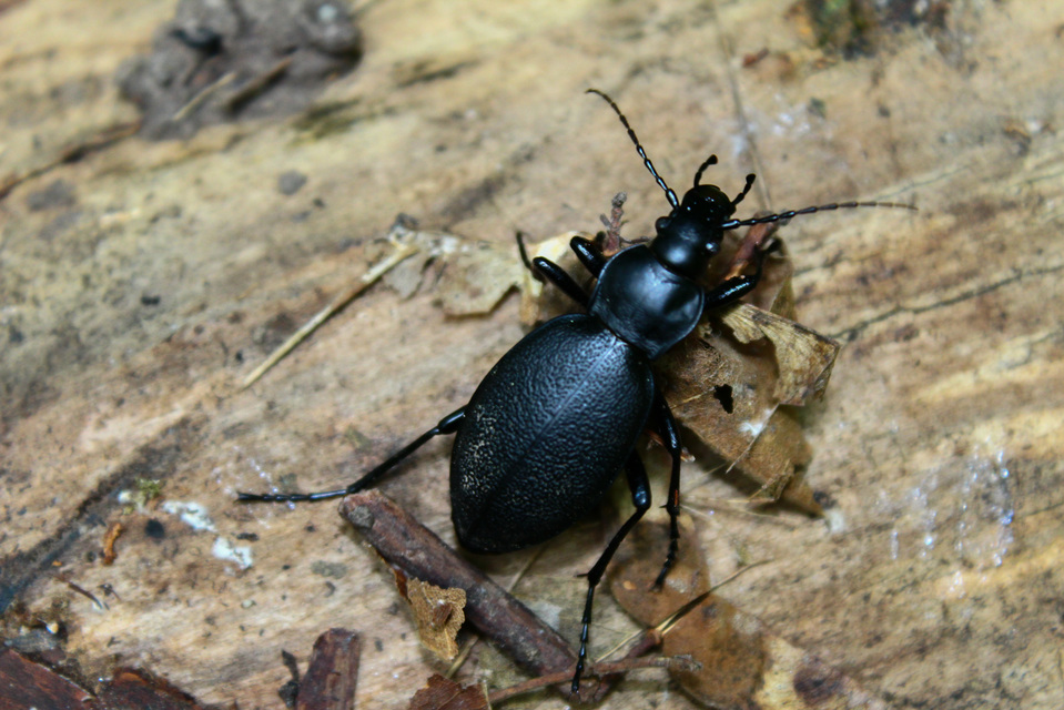 Carabus coriaceus - bőrfutrinka Carabus coriaceus - bőrfutrinka