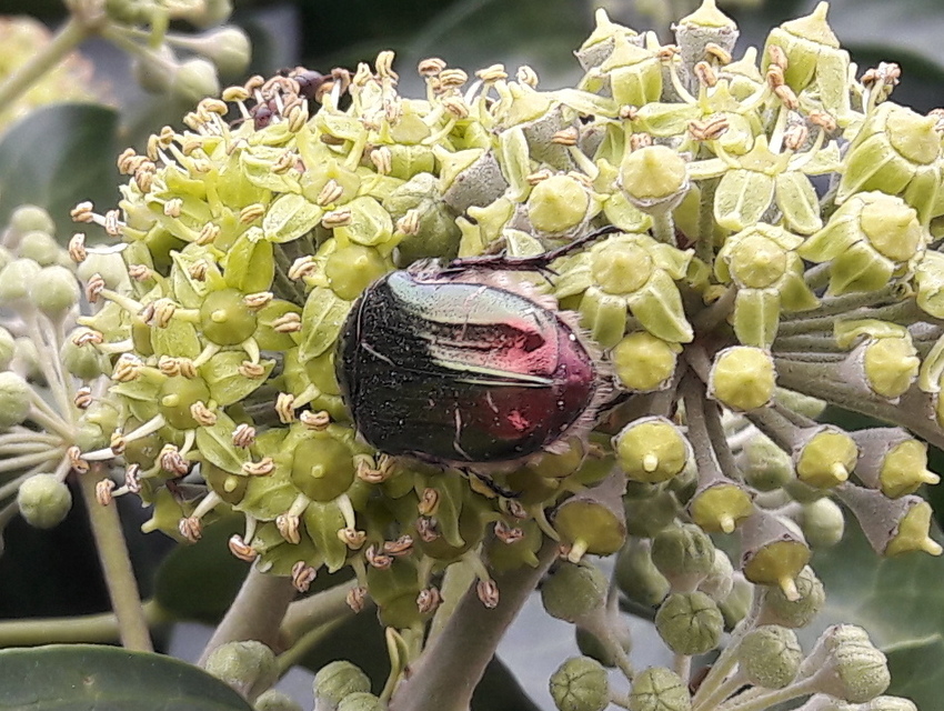 Cetonia aurata - aranyos virágbogár