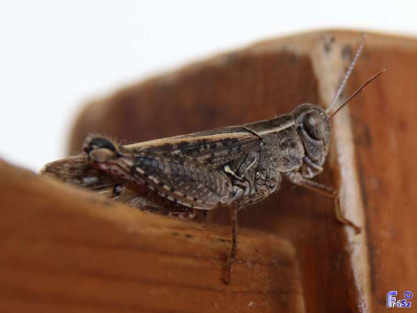 Calliptamus italicus - olaszsáska