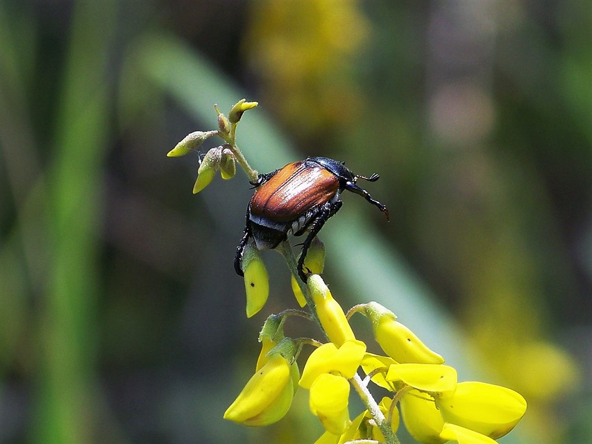 Anisoplia austriaca - osztrák szipoly