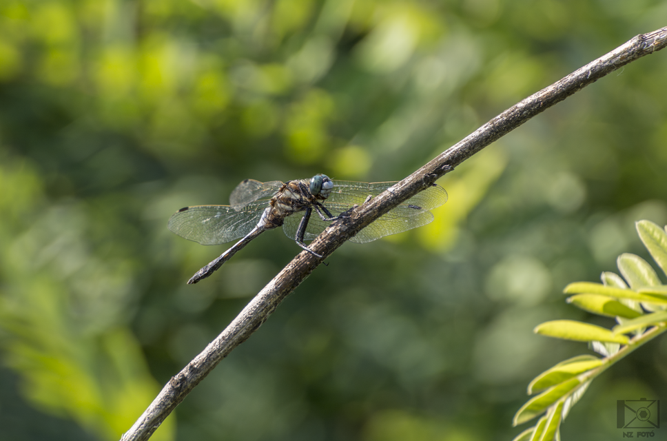 Orthetrum albistylum - fehérfarkú pásztorszitakötő