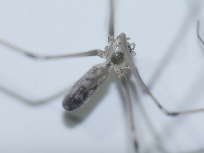 Pholcus phalangioides - nagy álkaszáspók Pholcus phalangioides - nagy álkaszáspók