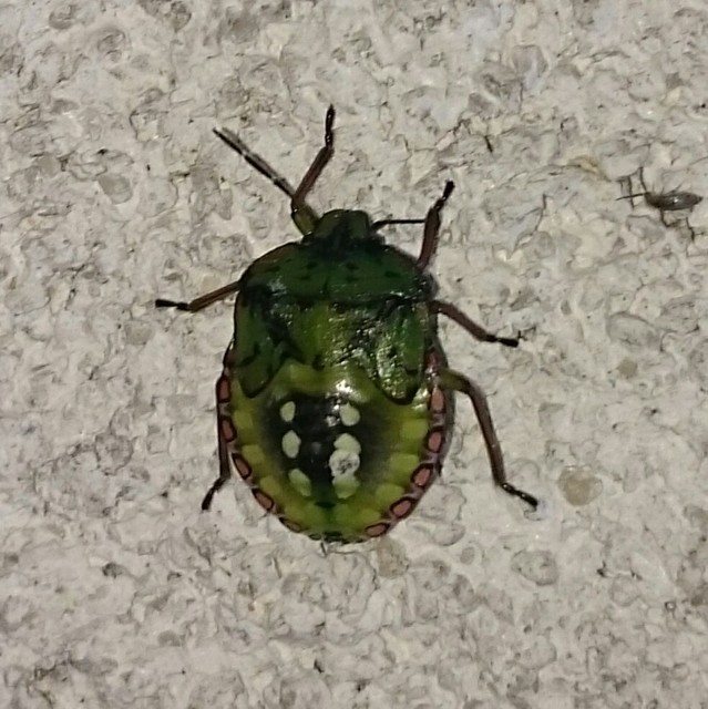 Nezara viridula - zöld vándorpoloska