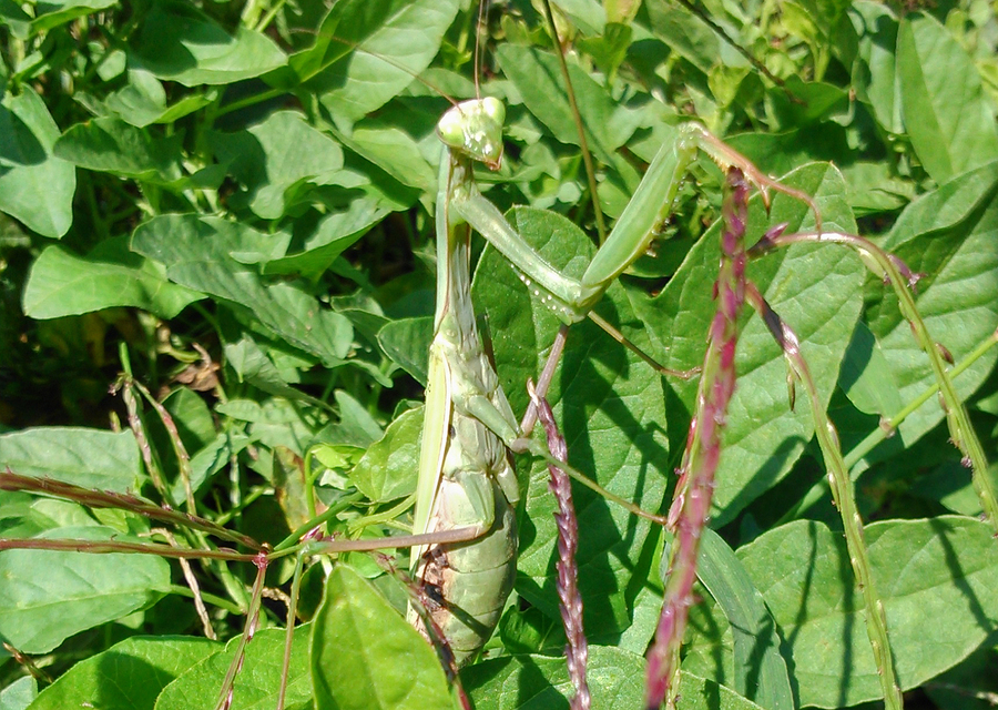 Mantis religiosa - imádkozósáska