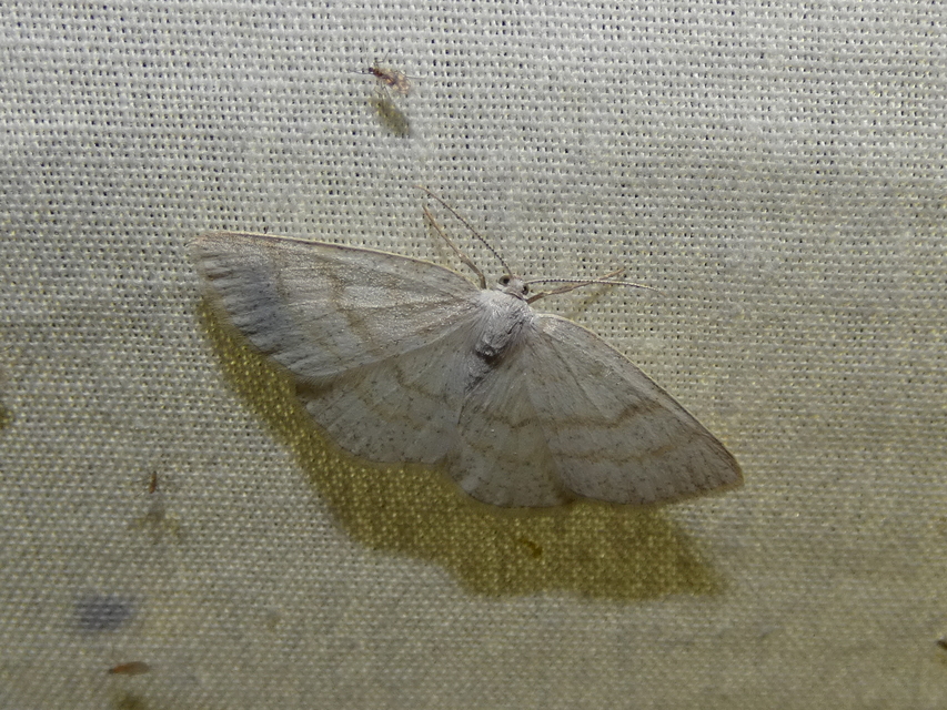 Cabera exanthemata - pettyes égeraraszoló