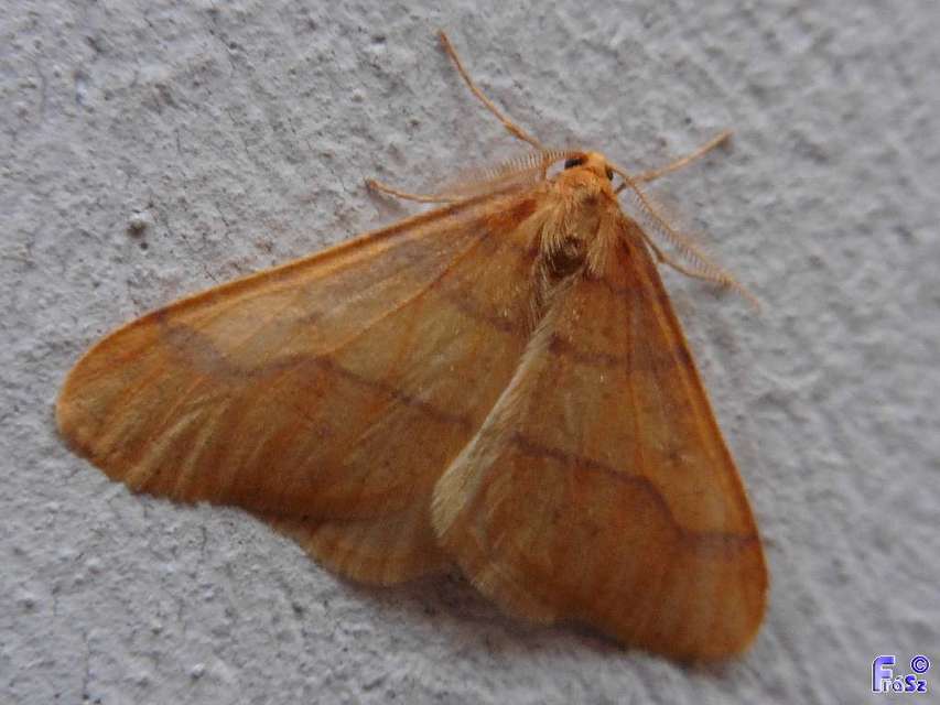 Agriopis aurantiaria - aranysárga téliaraszoló