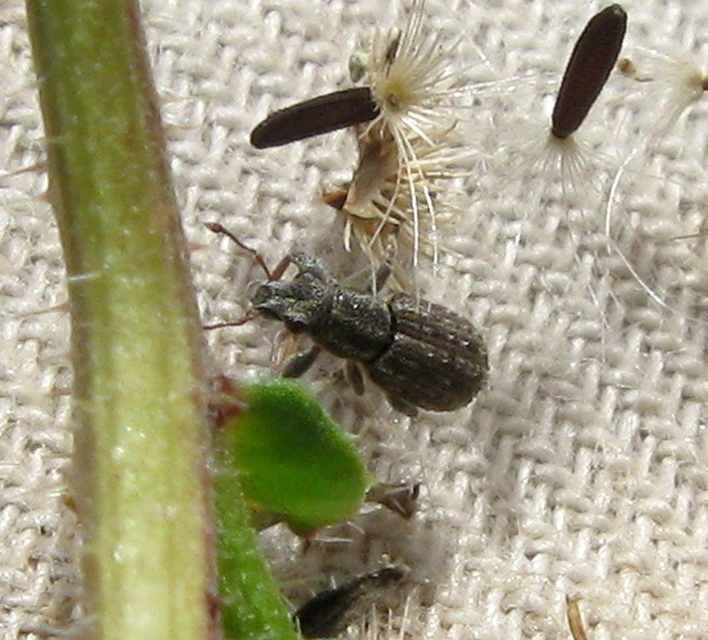 Sitona waterhousei - dülledtszemű csipkézőbogár