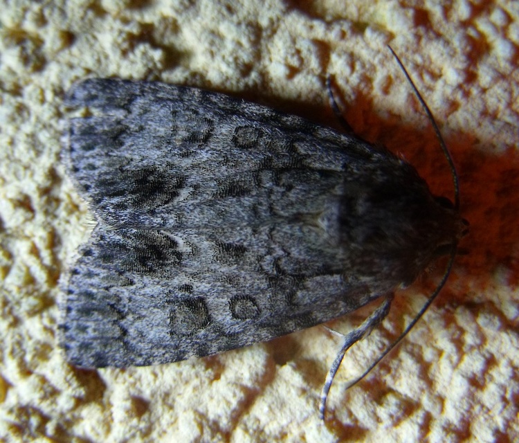 Acronicta auricoma - aranyos szigonyosbagoly