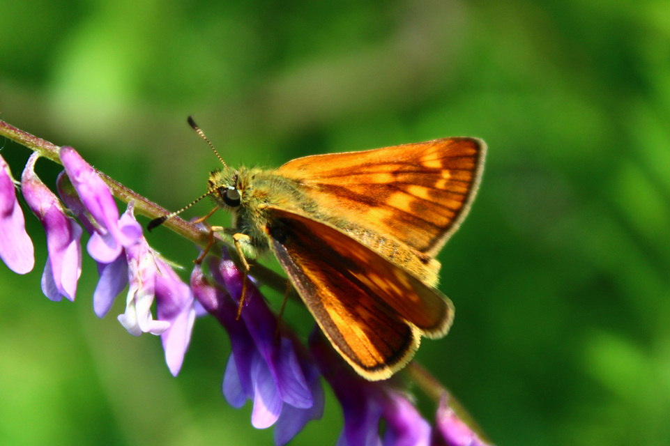 Ochlodes sylvanus - erdei busalepke