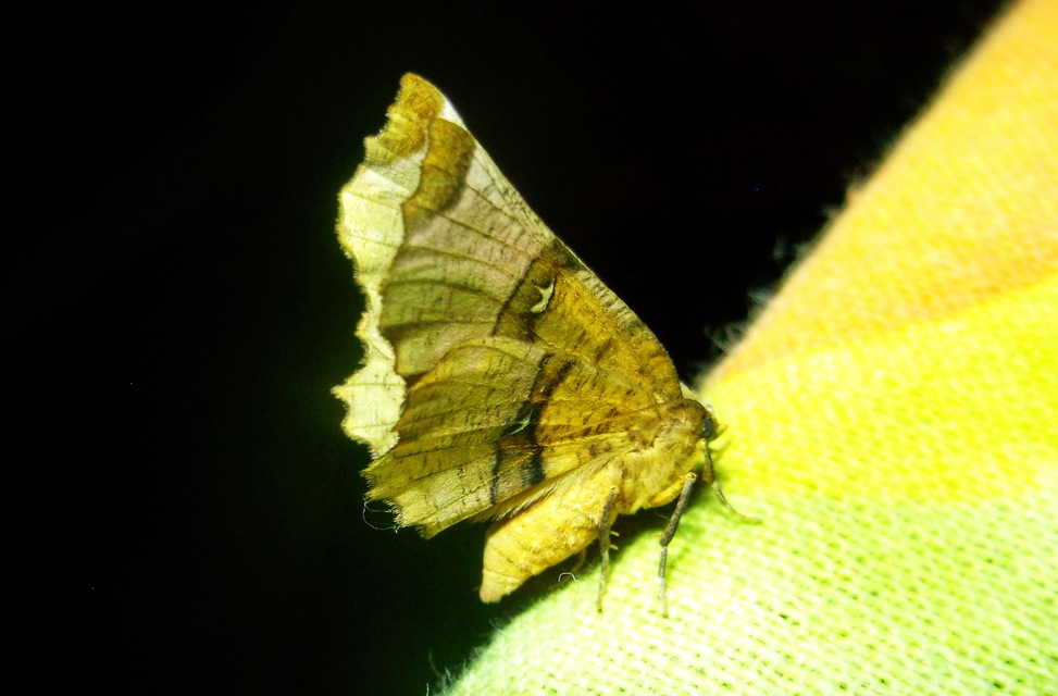 Selenia lunularia - egyfoltos holdasaraszoló