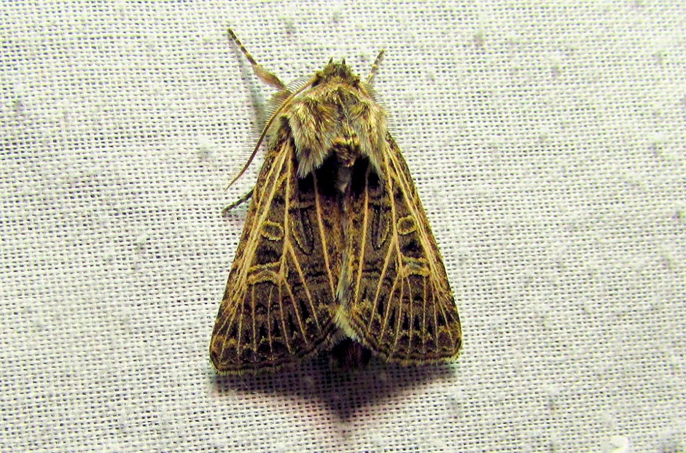 Tholera decimalis - közönséges fésűsbagoly