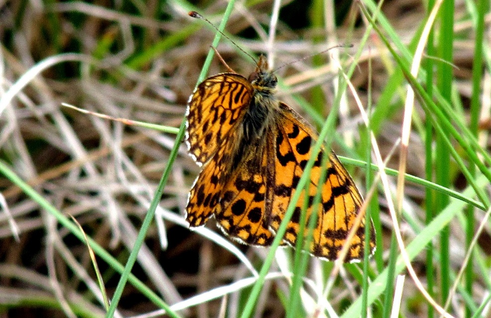 Boloria dia - kis gyöngyházlepke