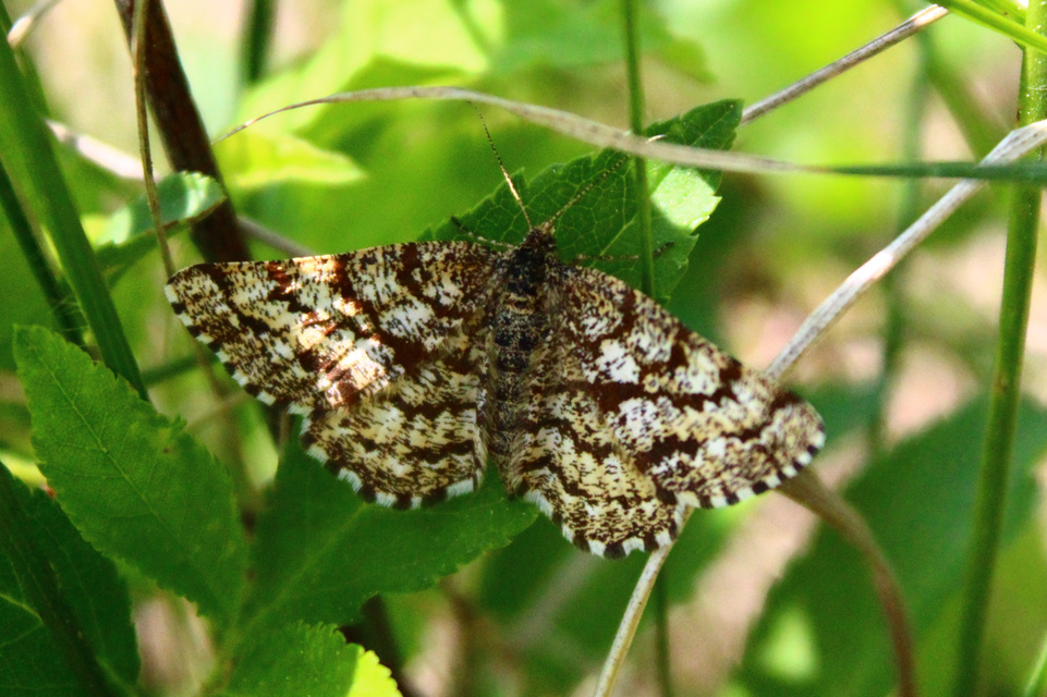 Ematurga atomaria - barna rétiaraszoló