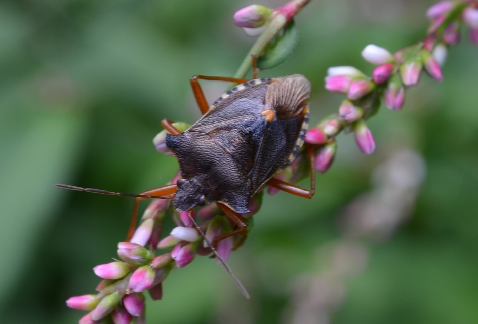 Pentatoma rufipes - vöröslábú címerespoloska Pentatoma rufipes - vöröslábú címerespoloska