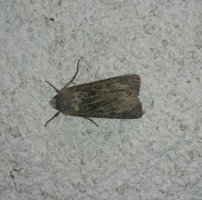 Agrotis segetum - vetési földibagoly