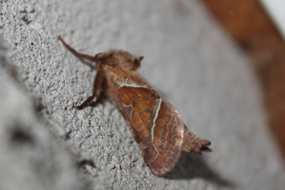 Triodia sylvina - kis gyökérrágólepke
