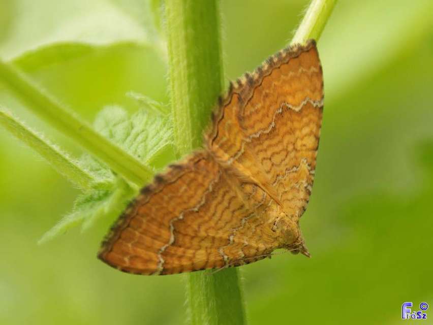 Camptogramma bilineata - kétvonalas sávosaraszoló
