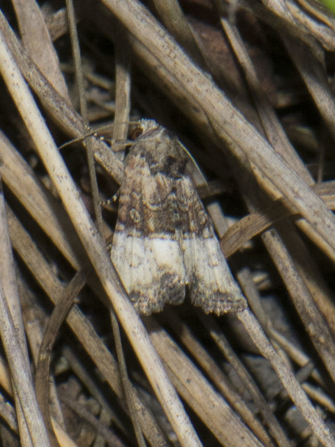 Mesoligia furuncula - kétszínű dudvabagoly