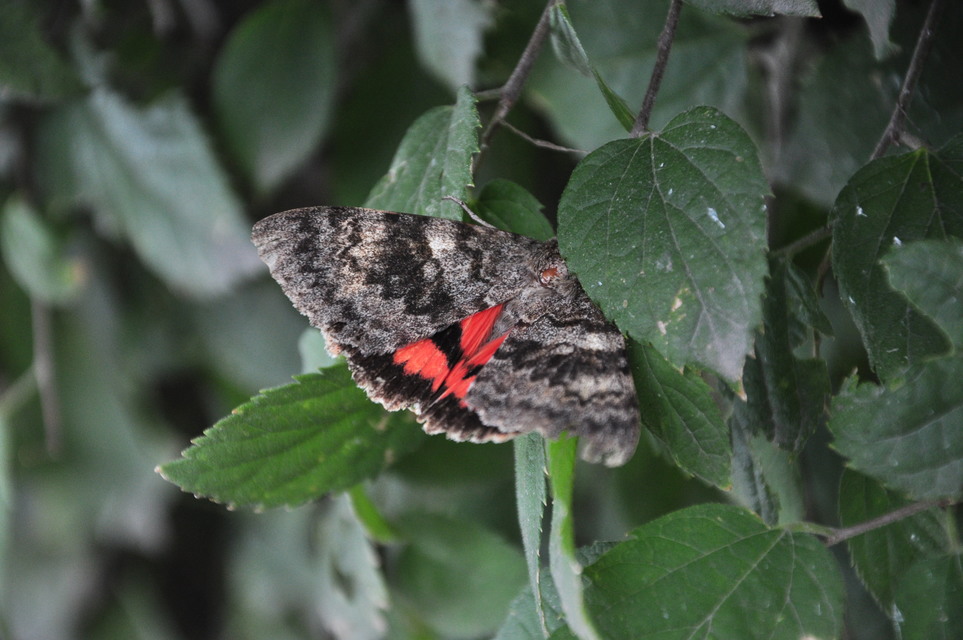 Catocala elocata - közönséges övesbagoly