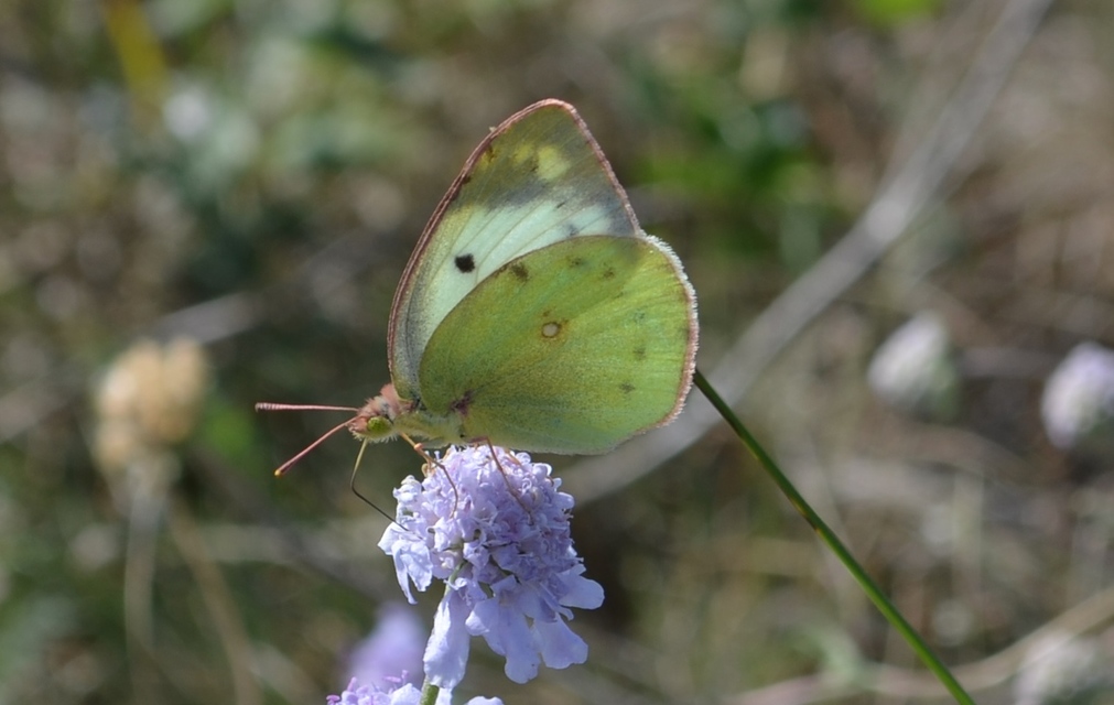 Colias hyale - kéneslepke