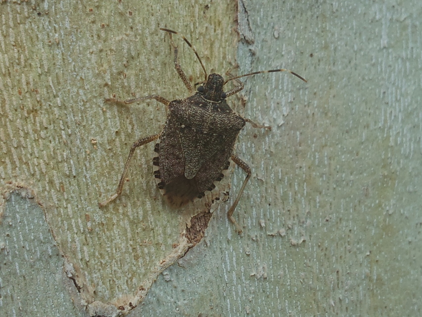 halyomorpha halys - Halyomorpha halys