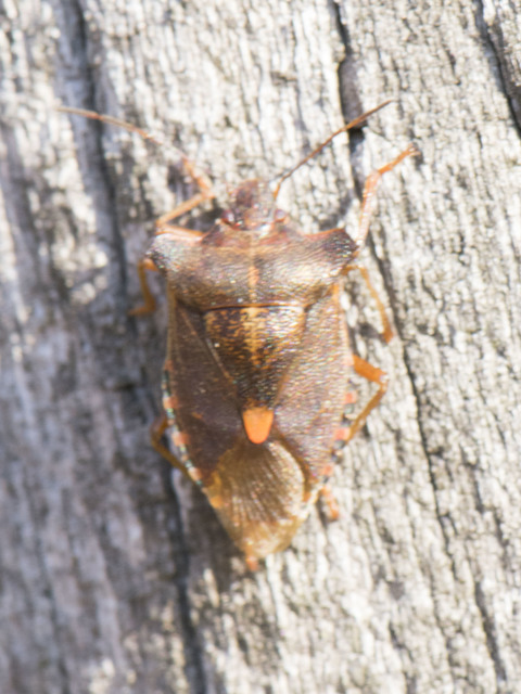 Pentatoma rufipes - vöröslábú címerespoloska Pentatoma rufipes - vöröslábú címerespoloska