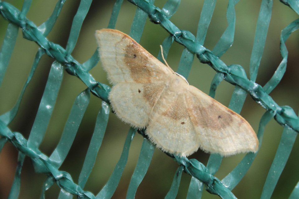 Idaea degeneraria - barnasávos araszoló
