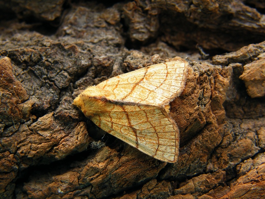 Tiliacea citrago - citromszínű sárgabagoly