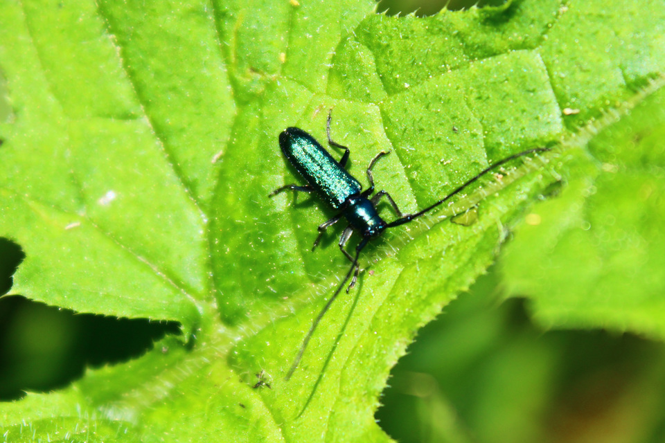 Agapanthia violacea - kék somkórócincér