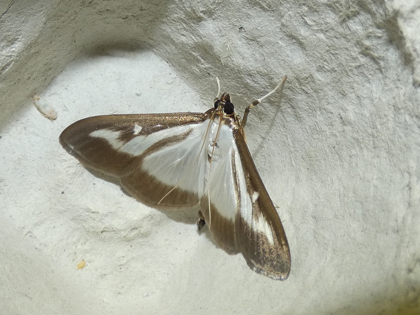 Cydalima perspectalis - puszpáng-tűzmoly
