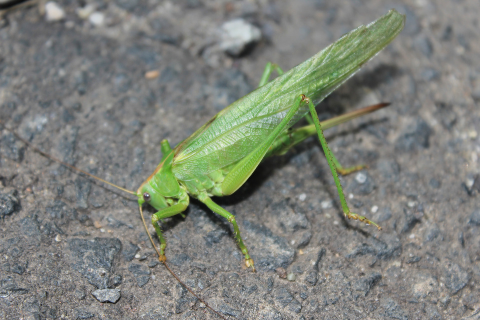 Tettigonia viridissima - zöld lombszöcske