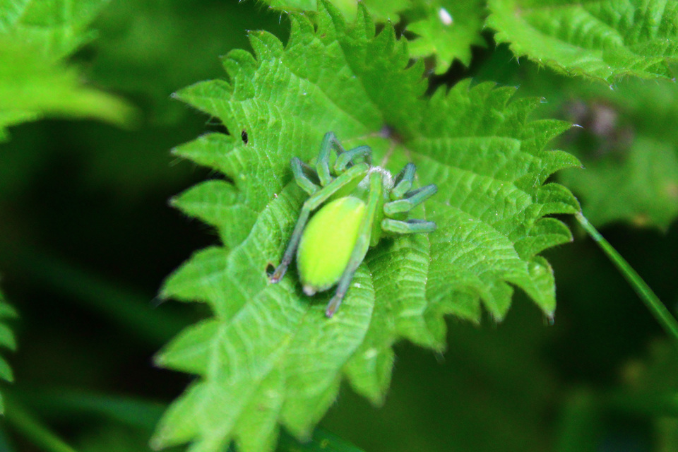 Micrommata virescens - hunyópók