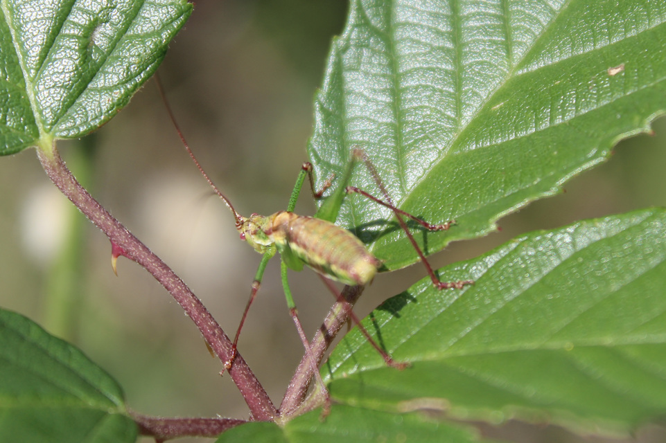 Leptophyes albovittata - közönséges virágszöcske