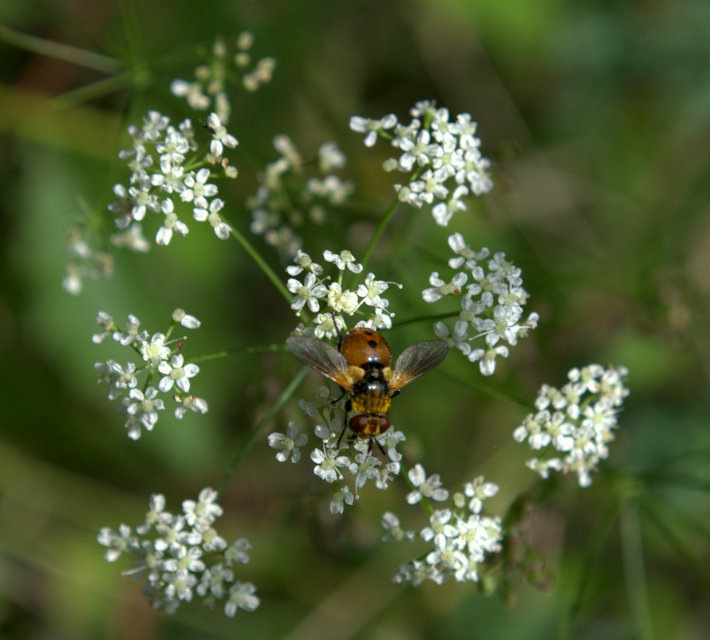 Gymnosoma