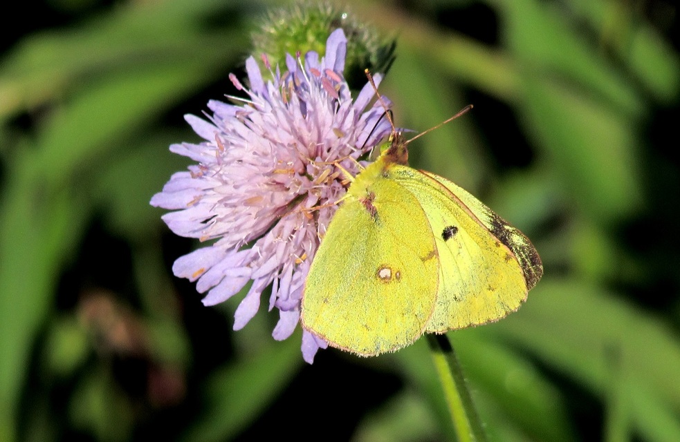Colias hyale - kéneslepke