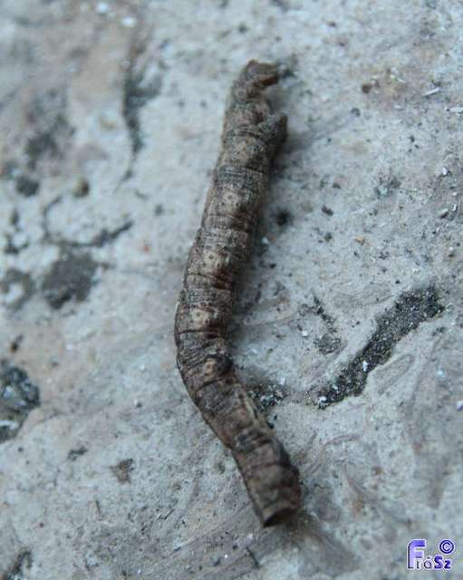 Peribatodes rhomboidaria - ékköves faaraszoló