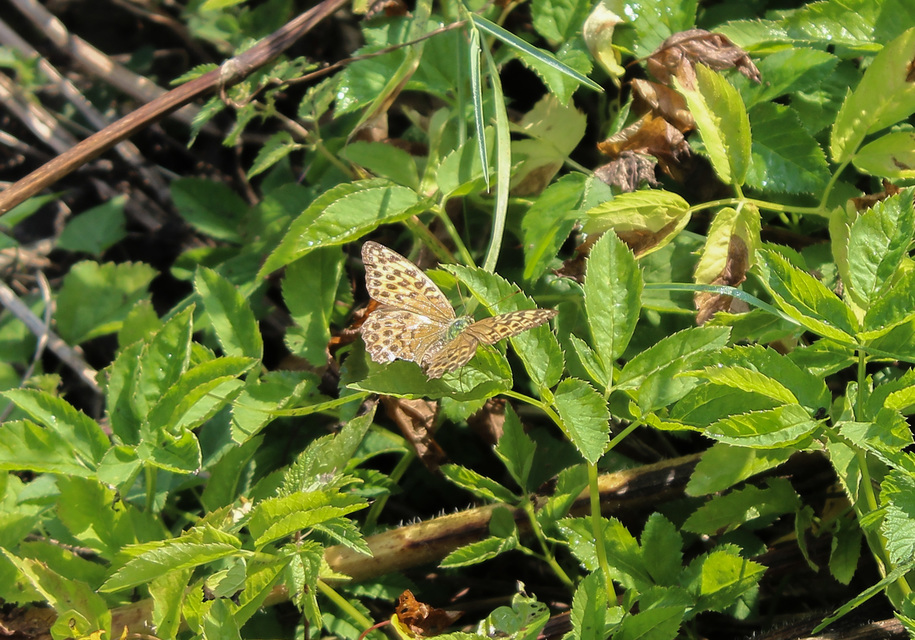 Argynnis paphia - nagy gyöngyházlepke